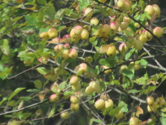 Malus × dawsoniana