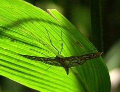 Nausinoe