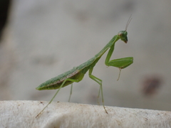 Callimantis antillarum