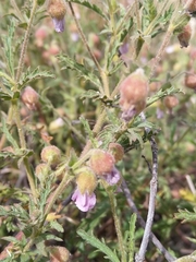 Hermannia heterophylla