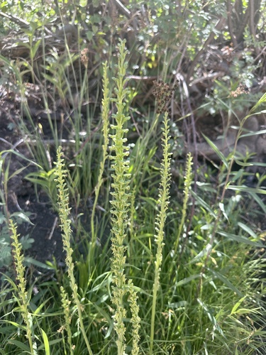 Great Basin Bog Orchid (Platanthera tescamnis)