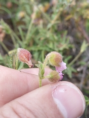 Hermannia heterophylla