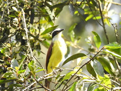 Pitangus sulphuratus