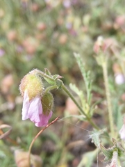 Hermannia heterophylla