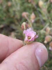 Hermannia heterophylla