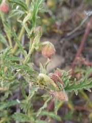 Hermannia heterophylla