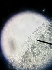 Leucoagaricus glabridiscus