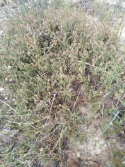 Hermannia heterophylla