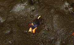 Parasesarma samawati