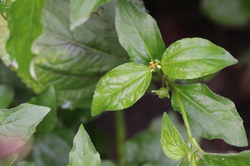 Synedrella nodiflora iNat (2)