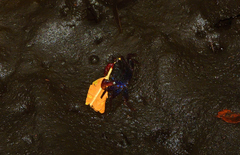 Parasesarma samawati