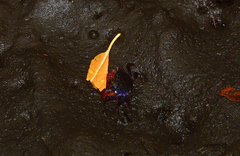 Parasesarma samawati