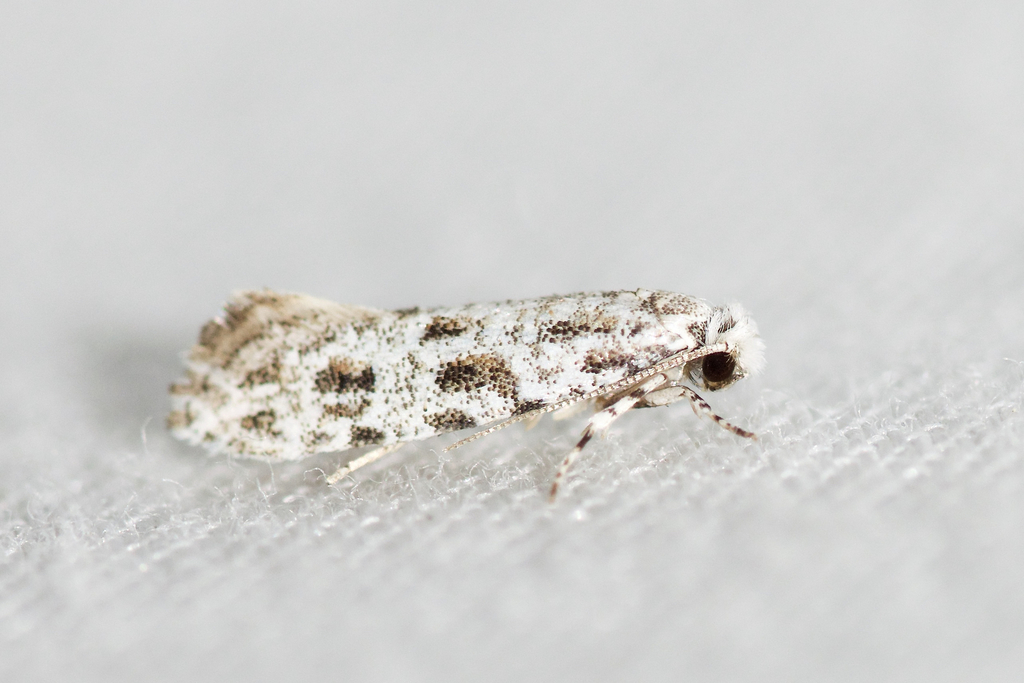 Brown-spotted Diachorisia Moth