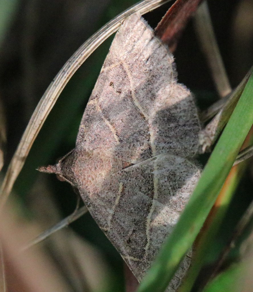 Condate hypenoides