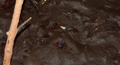 Parasesarma samawati