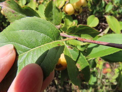 Malus × dawsoniana