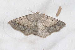 Somatolophia pallescens