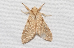 Lophocampa mixta