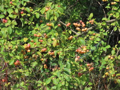 Malus × dawsoniana