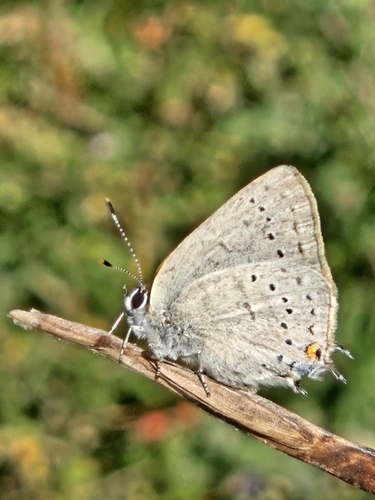 iNaturalist observation photo of Dryope Hairstreak