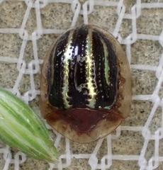 Agroiconota propinqua