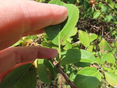 Malus × dawsoniana