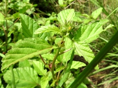 Malachra alceifolia