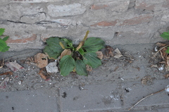 Plantago major