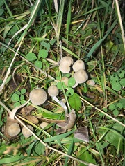 Coprinellus disseminatus