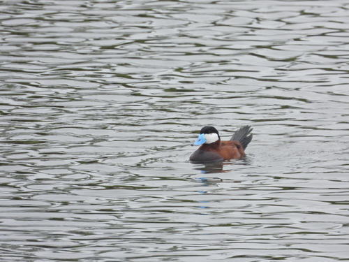 iNaturalist observation photo of Ruddy Duck