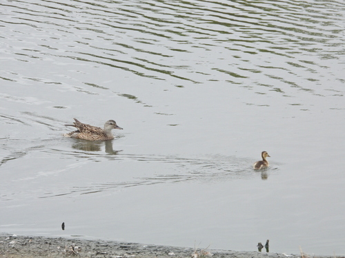 iNaturalist observation photo of Gadwall