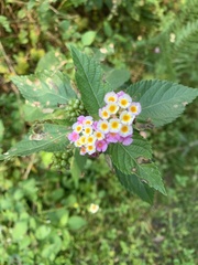 Lantana camara image