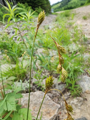 Carex foenea (Carex foenea)