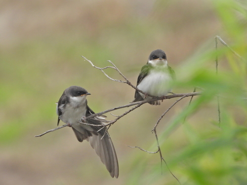 iNaturalist observation photo of Tree Swallow