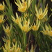 Leucadendron xanthoconus - Photo (c) Tony Rebelo, algunos derechos reservados (CC BY-SA)