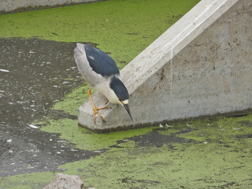 iNaturalist observation photo of Black-crowned Night Heron