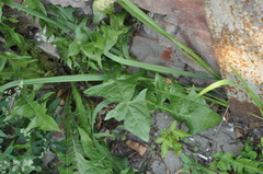 Taraxacum officinale