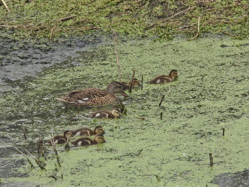 iNaturalist observation photo of Gadwall