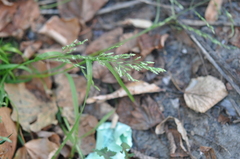 Poa annua