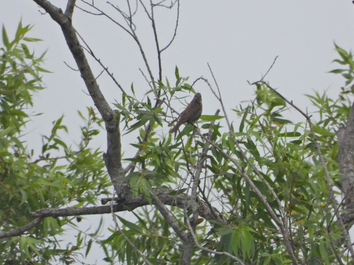 iNaturalist observation photo of Brown-headed Cowbird