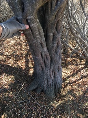 Ceanothus megacarpus megacarpus