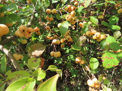 Malus × dawsoniana