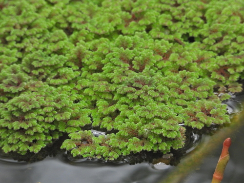 iNaturalist observation photo of water fern