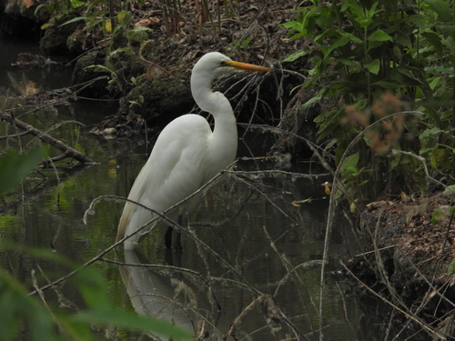 iNaturalist observation photo of Great Egret