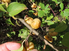 Malus × dawsoniana