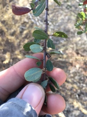 Ceanothus megacarpus megacarpus