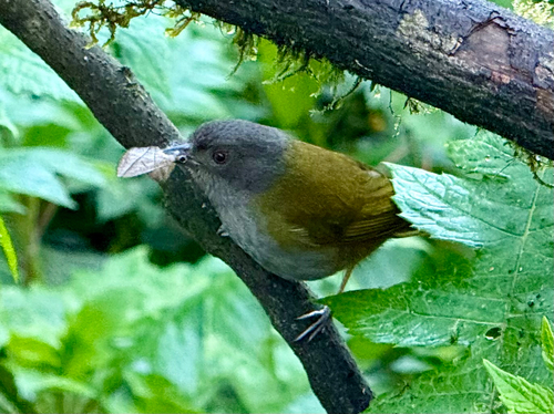 Dusky Chlorospingus (Chlorospingus semifuscus)
