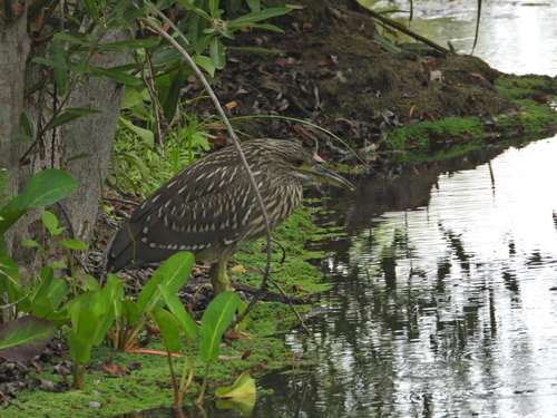 iNaturalist observation photo of Black-crowned Night Heron