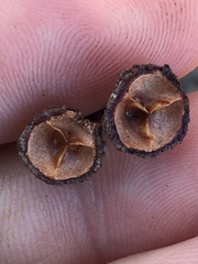 Ceanothus megacarpus megacarpus