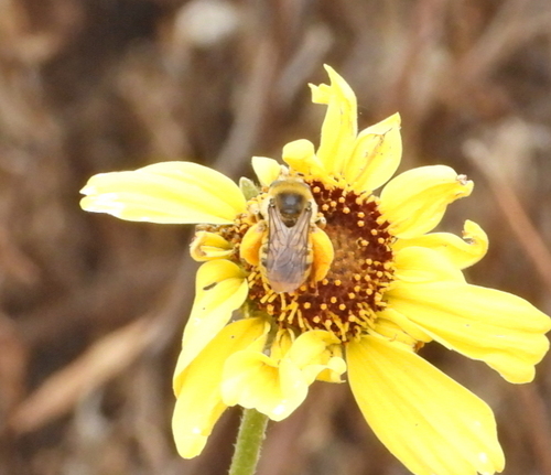 iNaturalist observation photo of Melissodes
